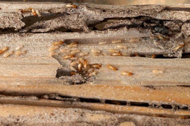 Best Bed Bug Extermination  in Birngham, MI